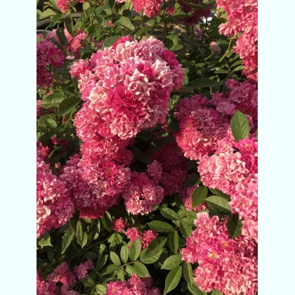 ����� � ���� � ������� ������� ������ 