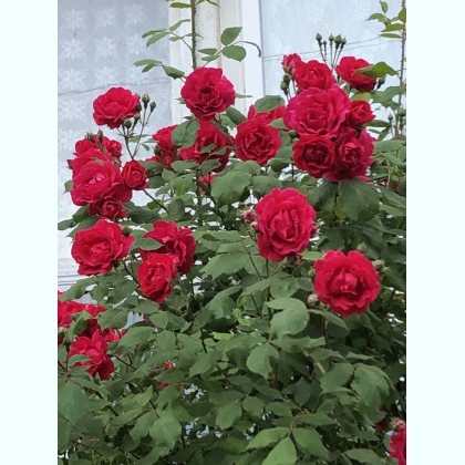 ҳ���� ���� ������� � �������� �� 21, ������ ������ 